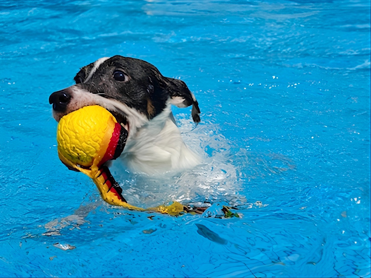 dog_pc_1.jpeg (1280×960)